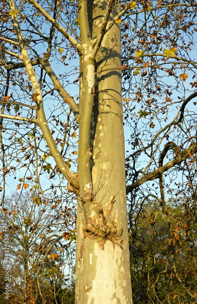 Fototapeta premium tronc d'arbre en automne