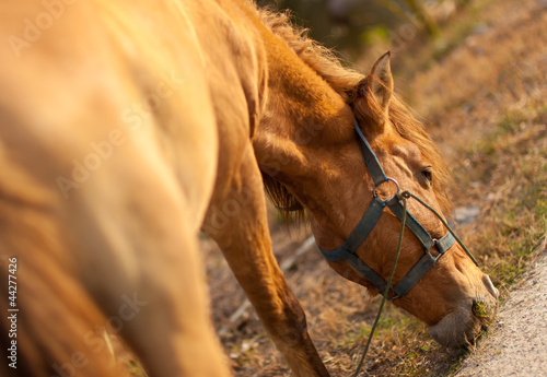 Sunset  portrait of a horse photo