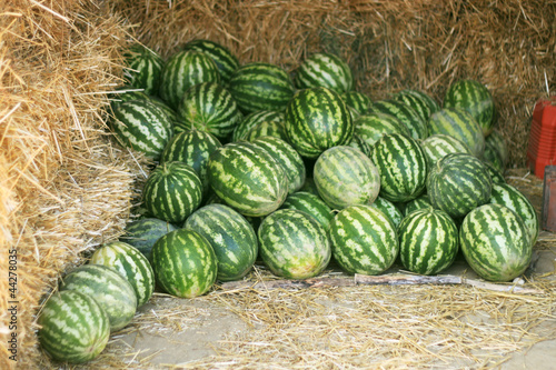 Frisch gepflückte wassermelonen