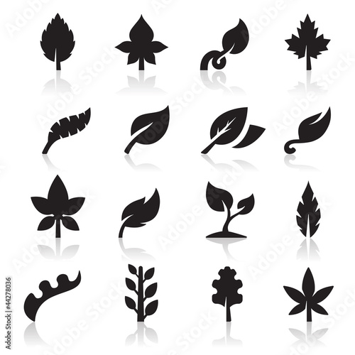Leaf icon