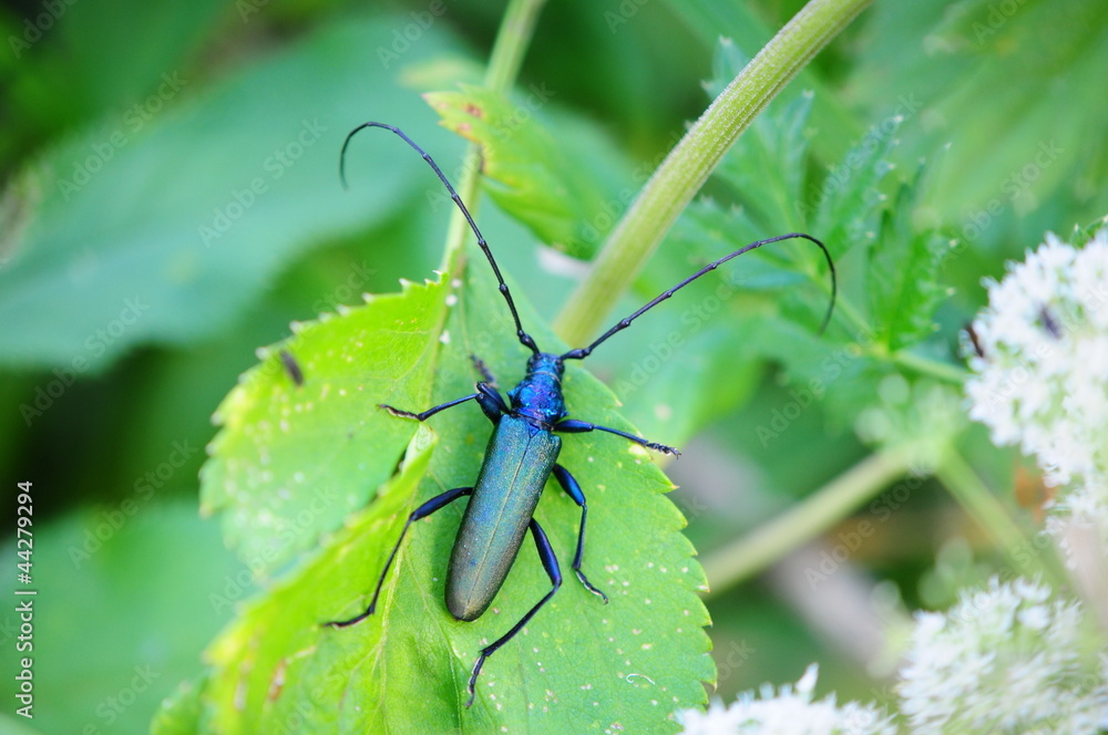 Moschusbock, Aromia moschata, Macro Moschusbock, Aromia moschata, Macro