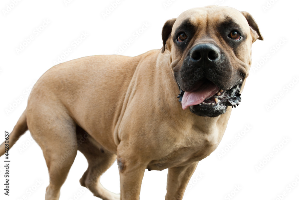 A close up of a boxer dog - isolated on white