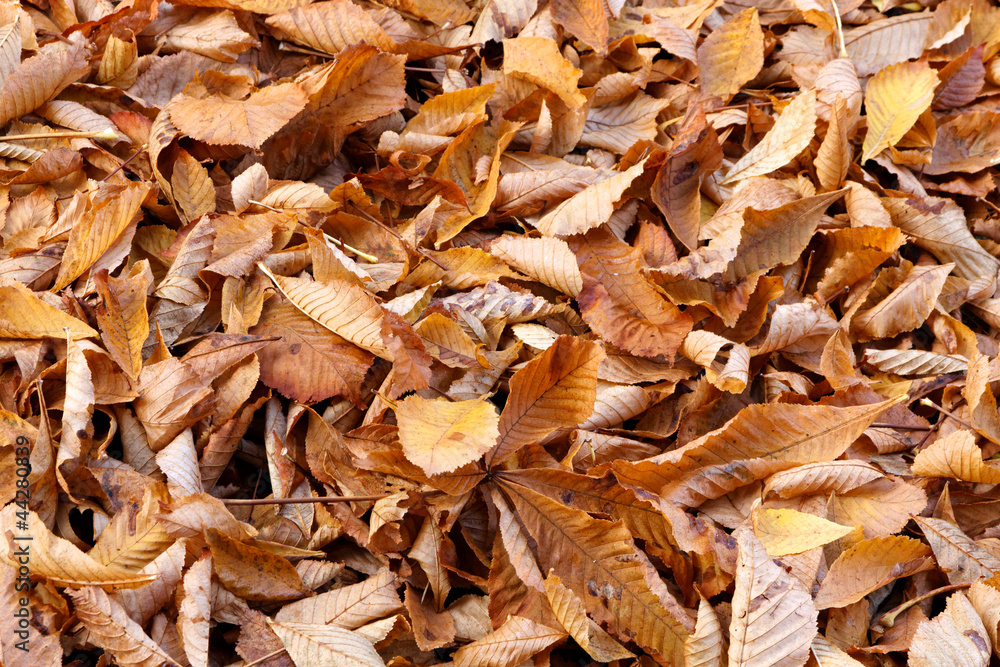 Fallen beech leaves tightly covering the ground in Fall.