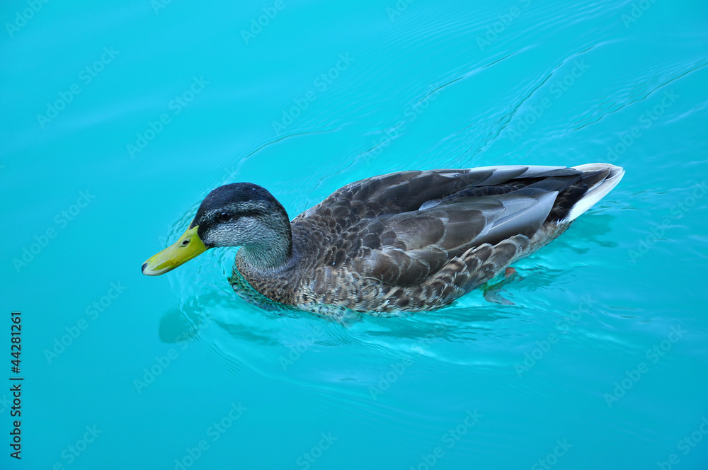 Fototapeta premium Swimming duck in Plitvice lake