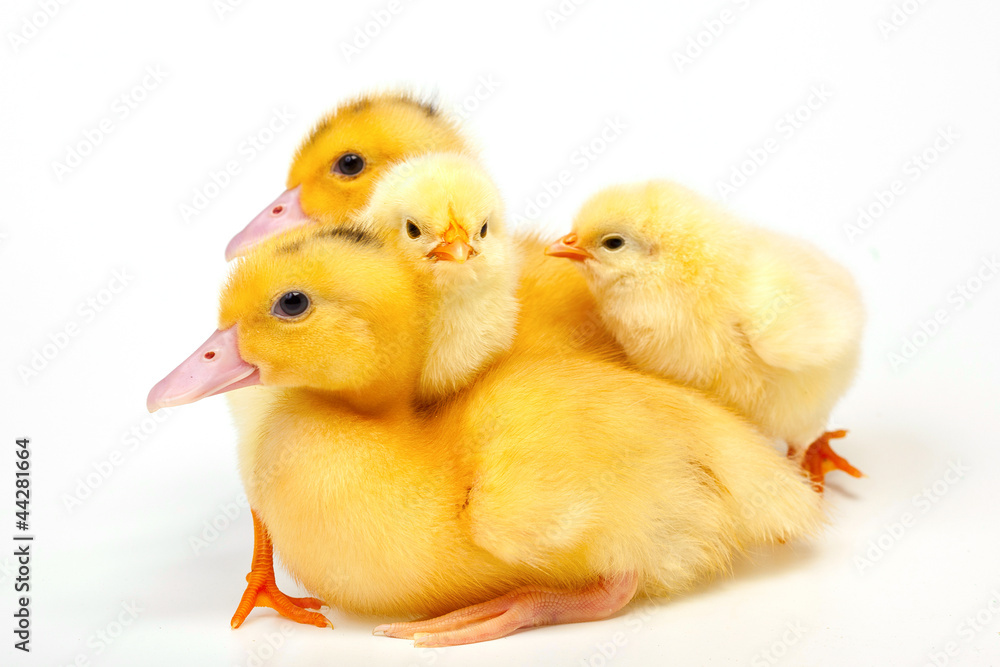 Chicken and duck on white background Chicken and duck on white background