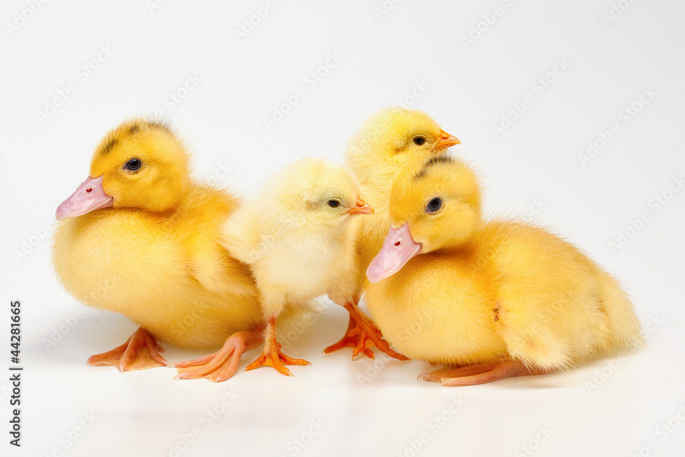 Chicken and duck on white background Chicken and duck on white background