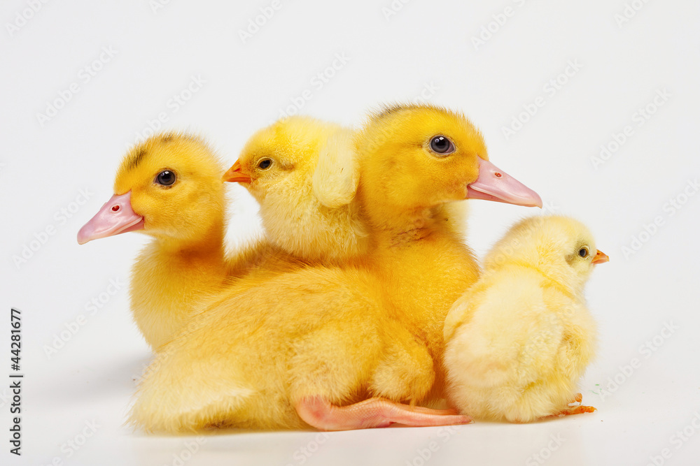 Chicken and duck on white background