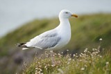 Profile of One Seagull On Cliff Edge.