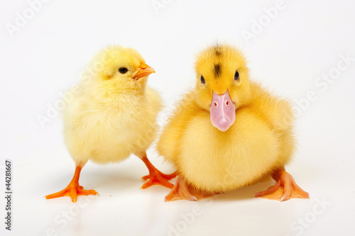 Wallpaper Mural Chicken and duck on white background Torontodigital.ca