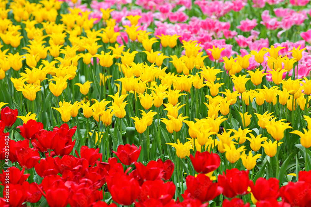 tulip in flower field tulip in flower field