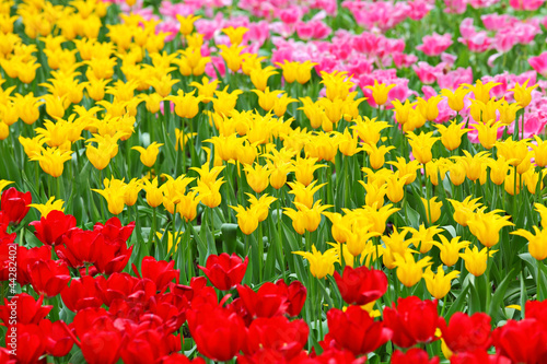tulip in flower field