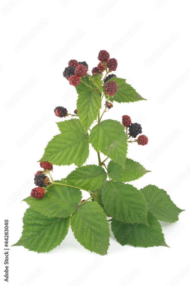 Branch with blackberries isolated on white Branch with blackberries isolated on white