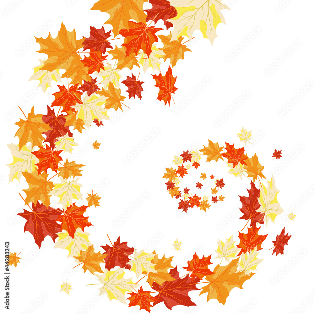 autumn maples autumn maples