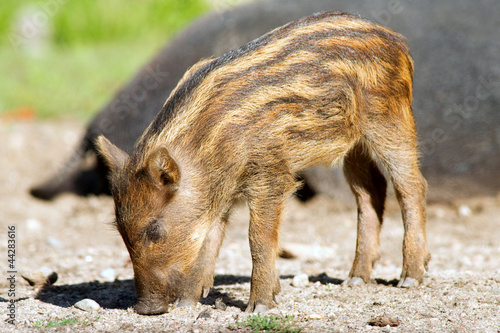 Wild boar piglet