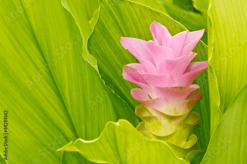 Fototapeta Naklejka Na Ścianę i Meble -  siam tulip