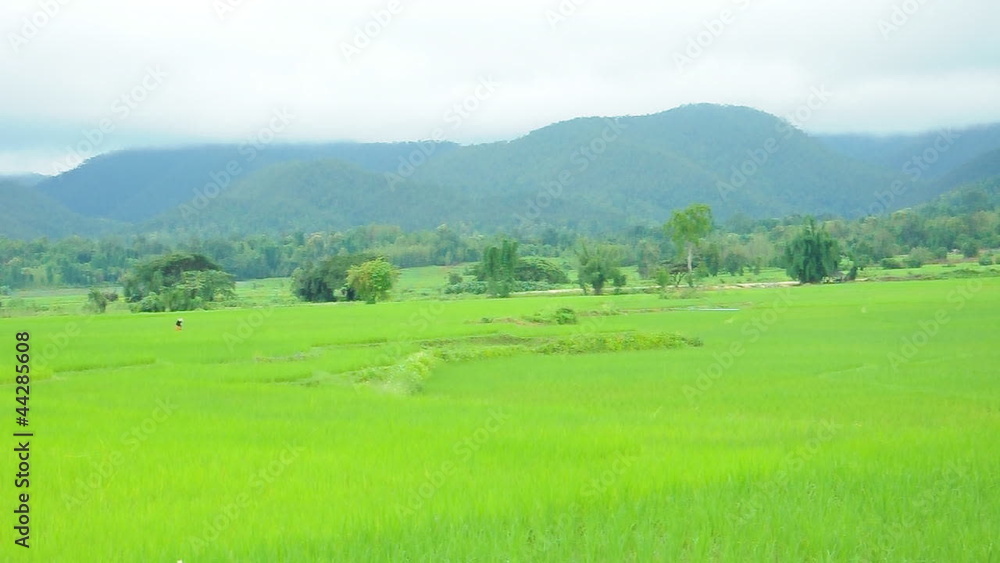 rice field and blue sky rice field and blue sky