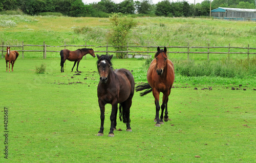Bay Horses Grazing in Rural England