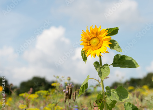 Sunflowers in a field in summer