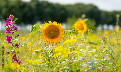 Fototapeta Naklejka Na Ścianę i Meble -  Sunflowers in a field in summer
