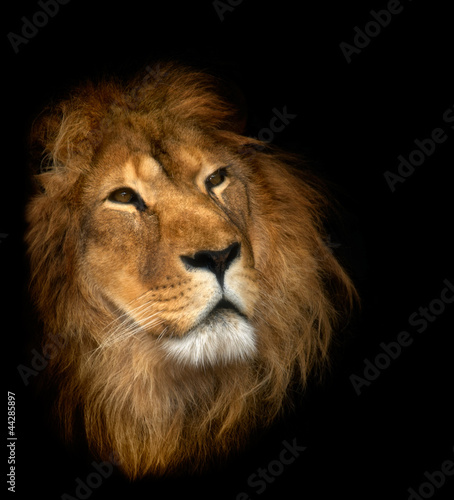 lion © ANP