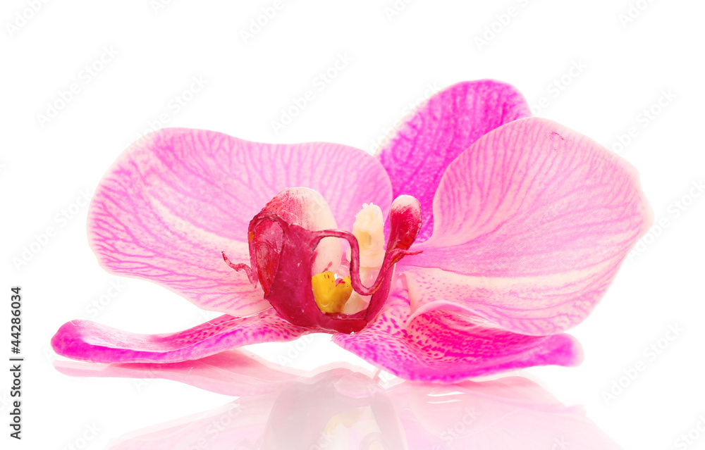 Beautiful orchid flower isolated on white Beautiful orchid flower isolated on white
