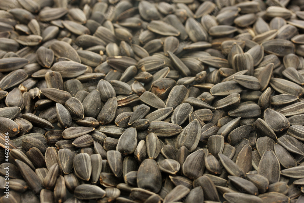 sunflower seeds background sunflower seeds background