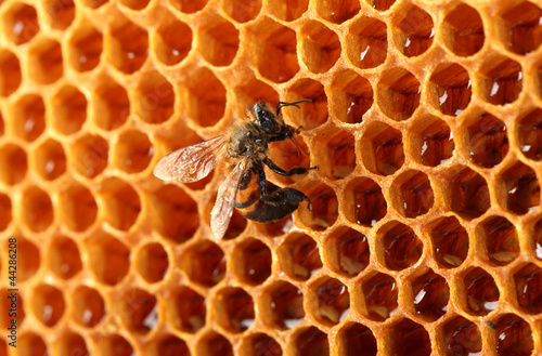 yellow beautiful honeycomb with honey and bee, background © Africa Studio