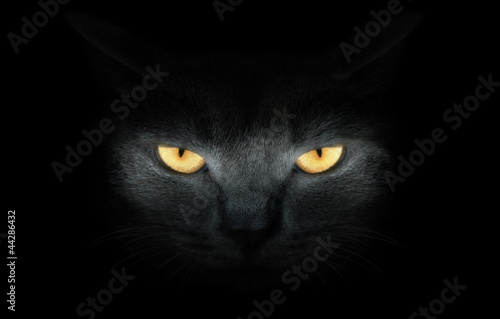 View from the darkness. muzzle a cat on a black background.