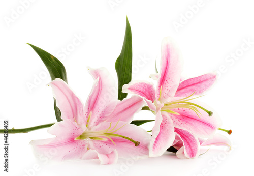 Fototapeta Naklejka Na Ścianę i Meble -  beautiful pink lily, isolated on white