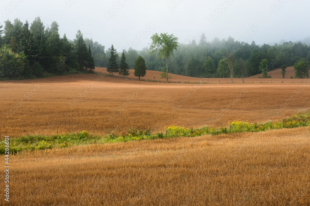 Fototapeta premium Wheat field