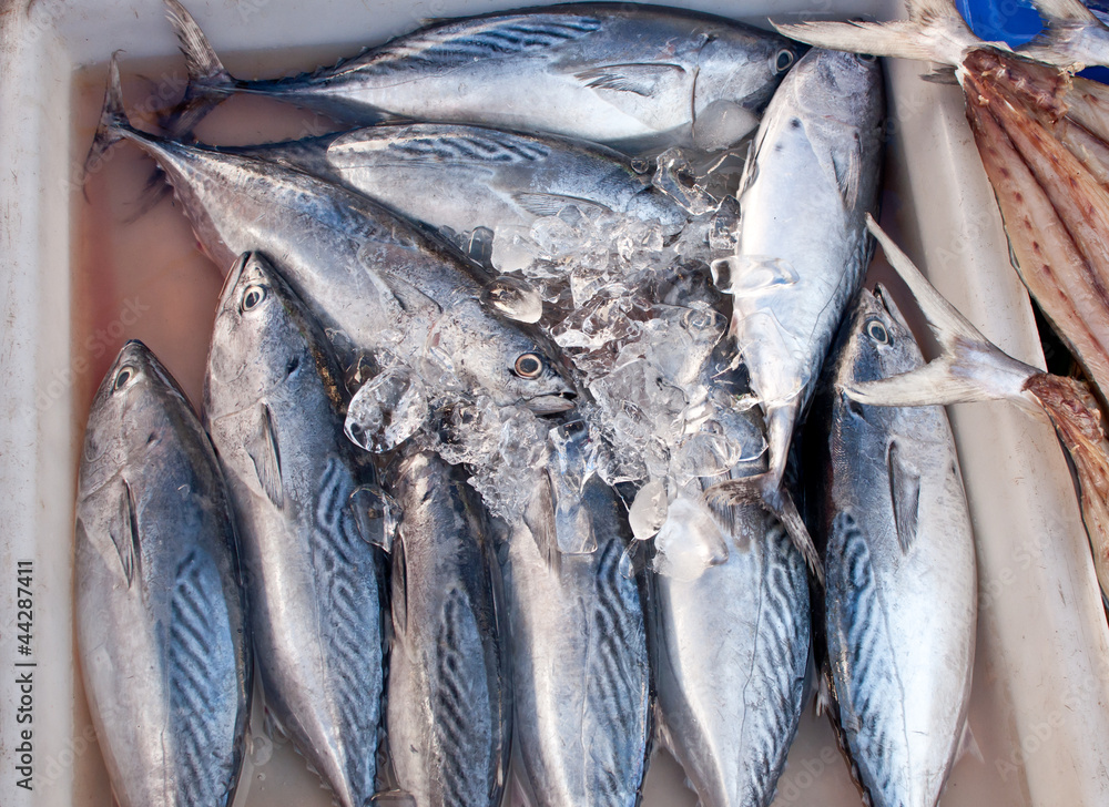 Obraz premium Fresh Mackerels on Ice at fish market