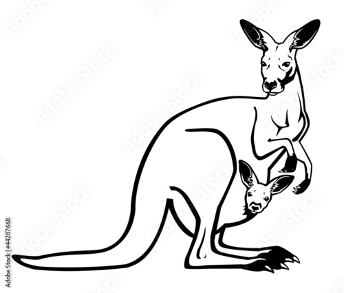 kangaroo female with joey in pouch black and white