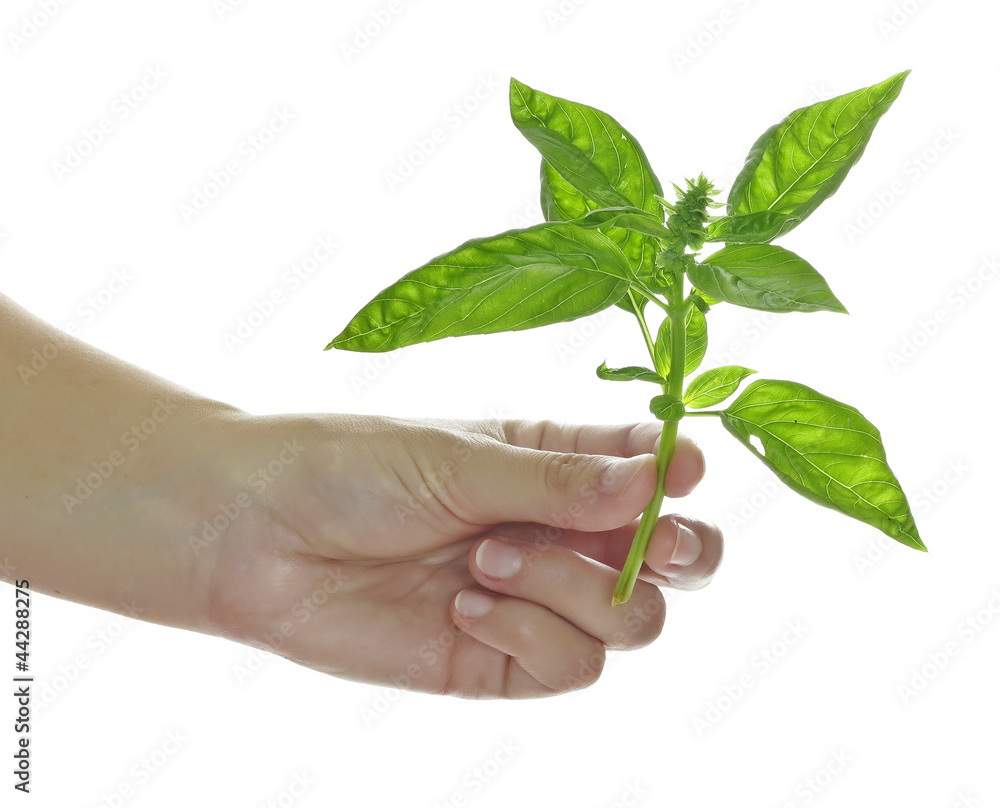 hand with basil herb spice isolated hand with basil herb spice isolated