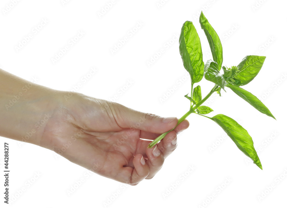 hand with basil herb spice hand with basil herb spice
