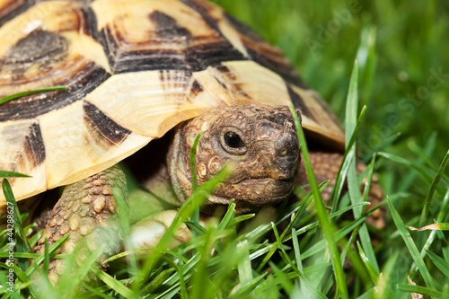 Schildkröte