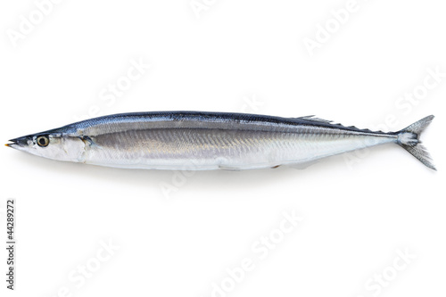 saury