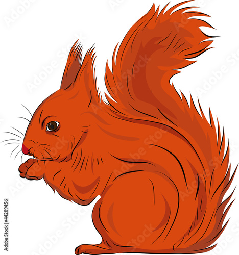 The squirrel in a profile
