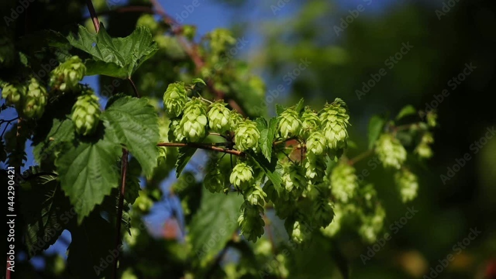 Hopfen Hopfen