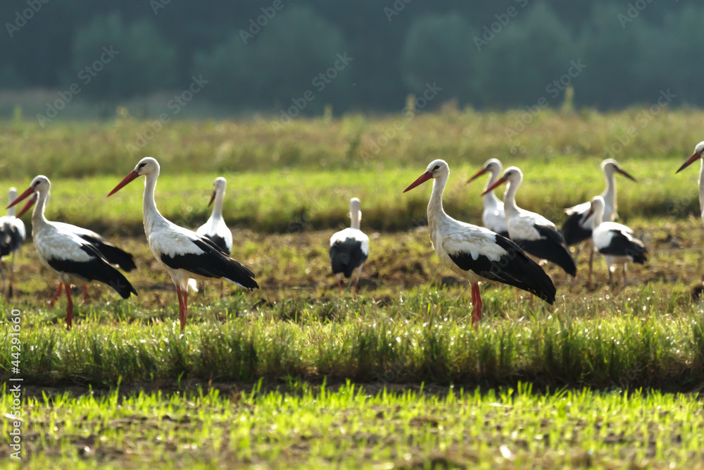 Fototapeta premium birds