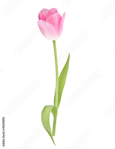 Pink tulip  flower