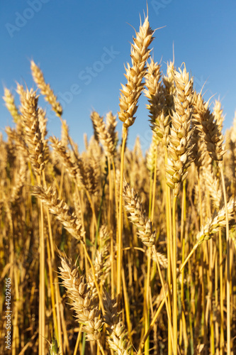 Wallpaper Mural wheat Torontodigital.ca