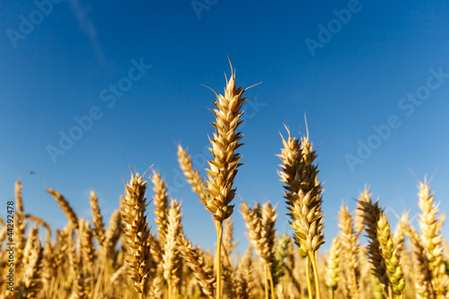 wheat