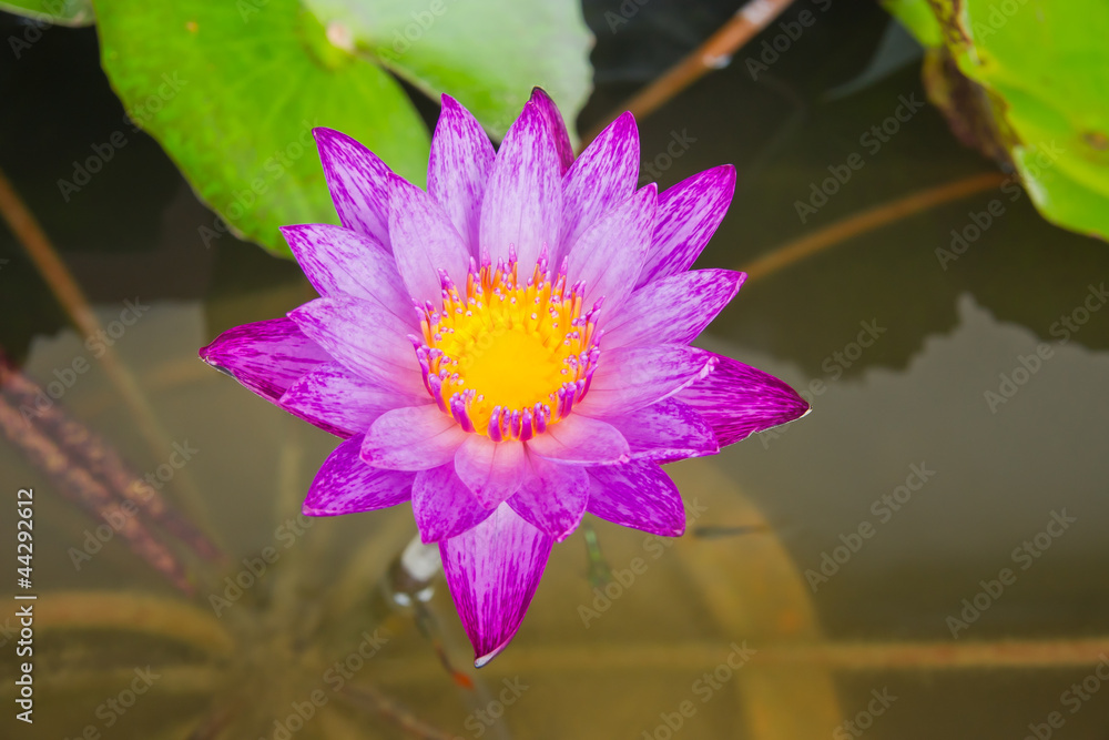 lotus purple water on water background. lotus purple water on water background.