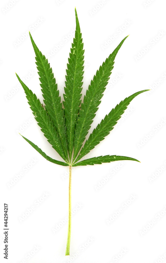 Cannabis Cannabis