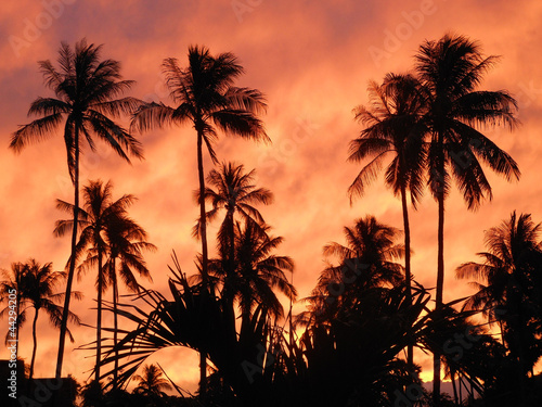 Cocotiers