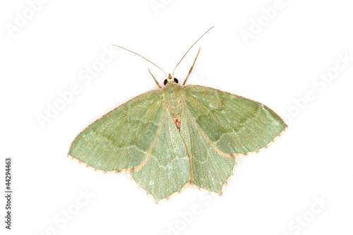 Moth, Common Emerald (Hemithea aestivaria)