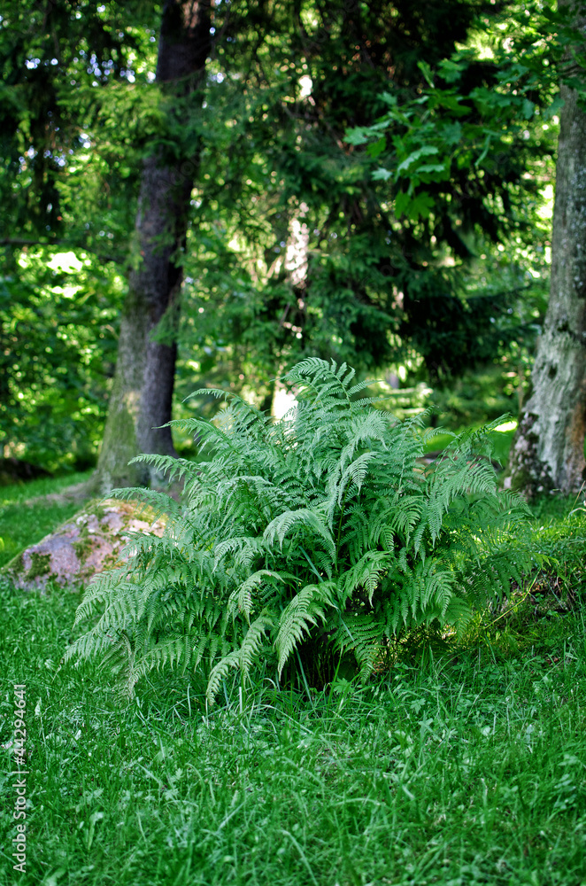 Fototapeta premium Lush fern in the park