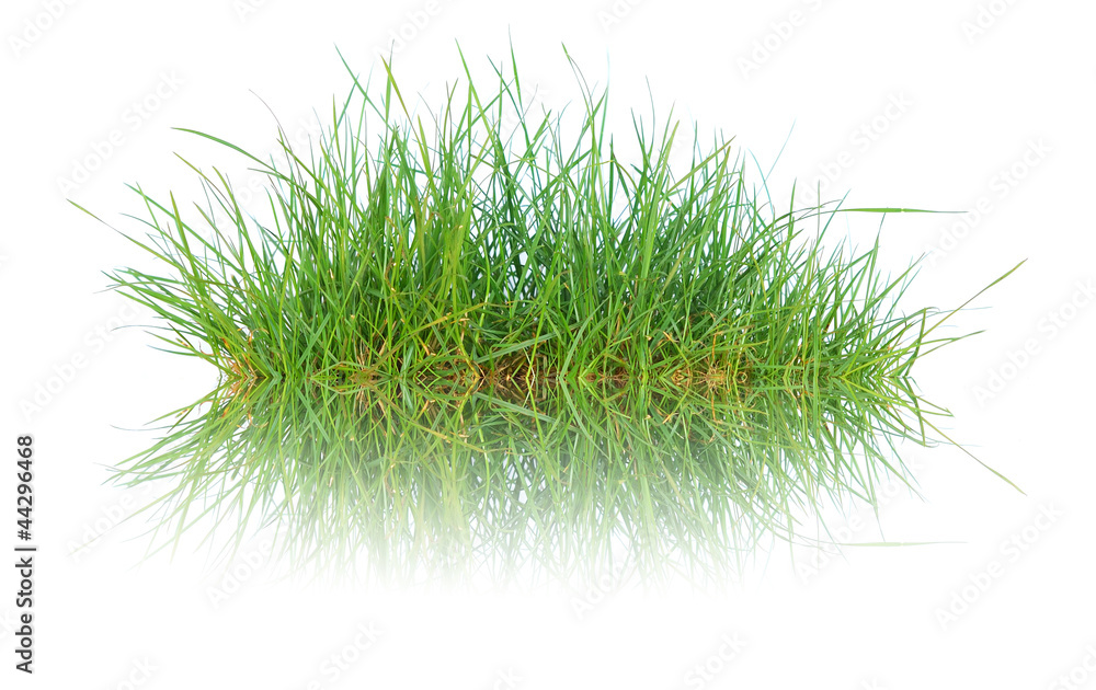 Close up spring green thick grass