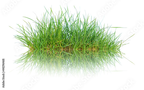 Obraz na płótnie Close up spring green thick grass w salonie