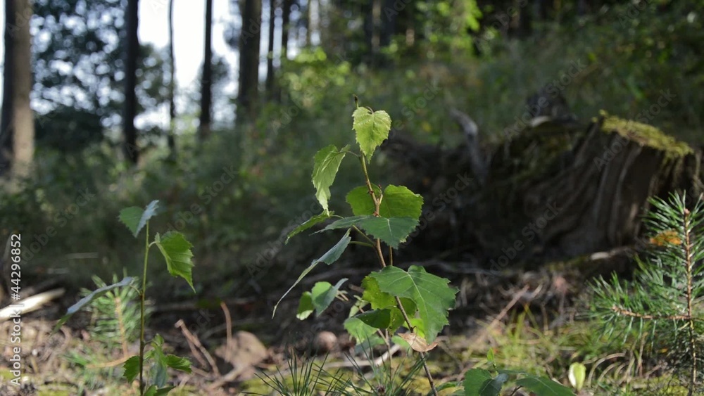 Seedling waving in the wind Seedling waving in the wind